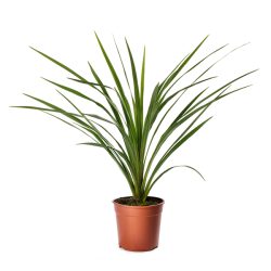 Cordyline Peko