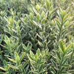 Euonymus Microphylla