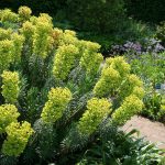 Euphorbia Characias Wulfenii