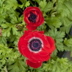 Anemone Coronaria Red