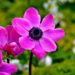 Anemone coronaria – Anemone Coronaria Pink