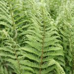 Dryopteris Filix-Mas