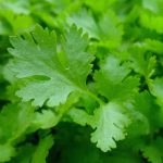 Flat leaf Parsley