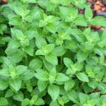 Oregano Origanum Vulgare