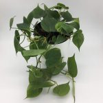 Philodendron scandens – Sweetheart Plant