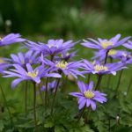 Anemone blanda Blue Shades