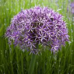 Allium cristophii