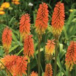 Kniphofia Flamenco