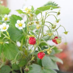 Strawberry Wild (Fragaria vesca)