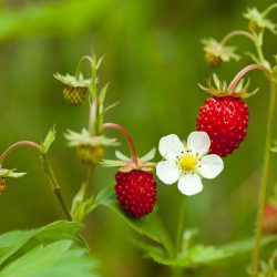 Strawberry Wild (Fragaria vesca)