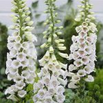 Digitalis purpurea f. albiflora – White Foxglove