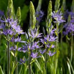 Camassia lei. Caerulea