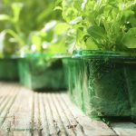 Gro-sure Visiroot Seed Tray 4pk