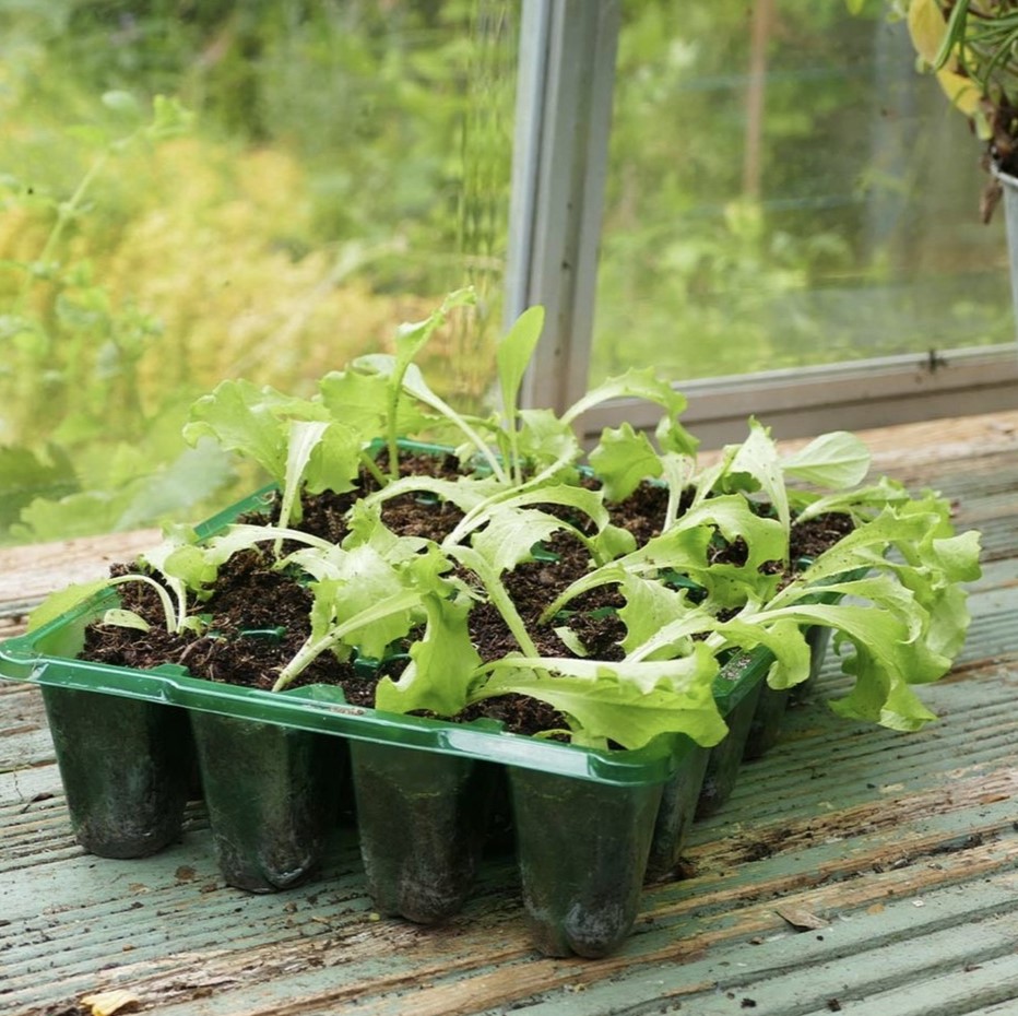 Green seed tray on a wooden shelf with window in the background