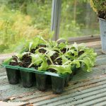 Gro-sure Visiroot Seed 12 Cell Insert 8pk