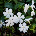 Vinca minor ‘Alba’