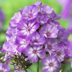 Phlox Sweet Summer Violet White