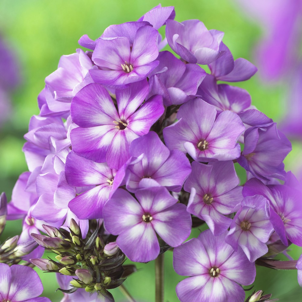 Phlox Sweet Summer Violet White