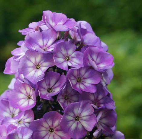 Phlox Sweet Summer Violet White - Image 2
