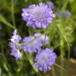 Scabiosa Col. Mariposa Blue