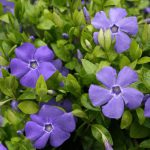 Vinca Minor Bowles Variety