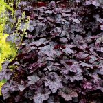 Heuchera Plum Pudding