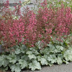 Heuchera ‘Paris’