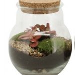 Compo Terrarium 90365 Thick glass