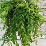 Aeschynanthus Japhrolepis – Lipstick Plant