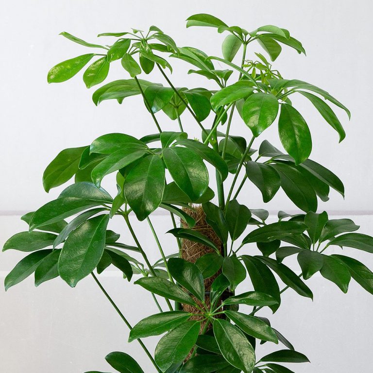 Schefflera arboricola - Umbrella Tree - The Nunhead Gardener