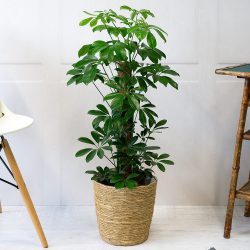 Schefflera arboricola – Umbrella Tree