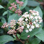 Viburnum Tinus