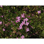 Boronia – Pink