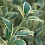 Euonymus Japonicus Bravo