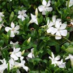Vinca Minor Alba