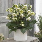 Helleborus Frostkiss Moondance