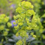 Euphorbia amygdaloides ‘Robbiae’ – Wood Spurge