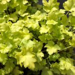 Heuchera ‘Lime Marmalade’ – Coral Bell