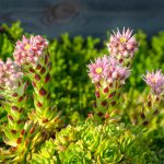 Sempervivum