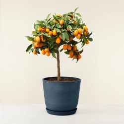 Citrus Kumquat Mini Std