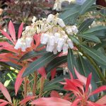 Pieris Japonica Forest Flame