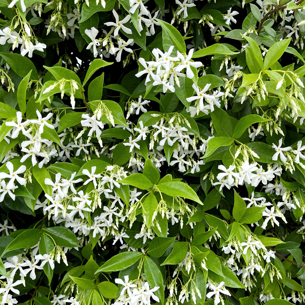 Buy Trachelospermum Jasminoides – Star Jasmine