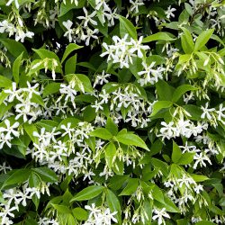 Trachelospermum Jasminoides – Star Jasmine