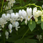 Dicentra spectabilis alba