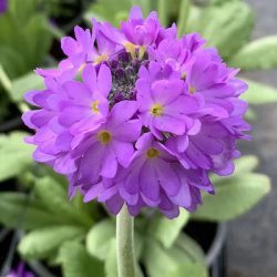 Primula Denticulata Lilac
