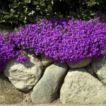 Aubretia Hybride