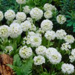 Primula Denticulata White