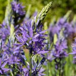 Camassia Leichtlinii