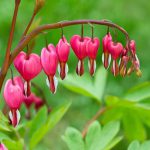 Dicentra spectabilis