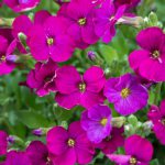 Aubretia Regado Red